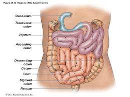 Ch 25 Lecture Presentation Intestines Anatomy Abdominal Aorta Superior Mesenteric Artery