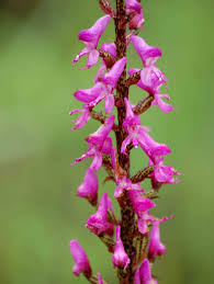 Image result for Disa aconitoides