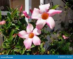 Image result for Mandevilla laxa