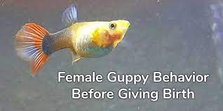 Female Guppy Behavior Before Giving Birth