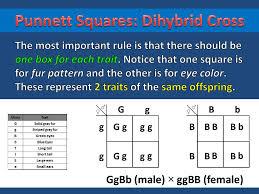 Shading in each punnett square represents matching phenotypes, assuming complete dominance and independant assortment of genes, phenotypic ratios are also presented. Dihybrid Crosses Ppt Download
