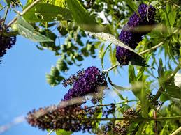The king biscuit flower hour (a us radio show) recorded this concert on 27 february 1976 at long beach arena, california. Best Shrubs With Purple Flowers