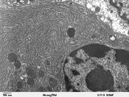 Function of animal cell rough endoplasmic reticulum. Endoplasmic Reticulum Wikipedia