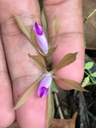 Image result for Nervilia sp.no.4