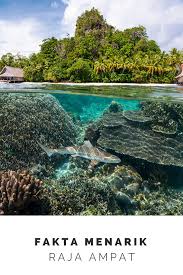Pin Di Tour Raja Ampat