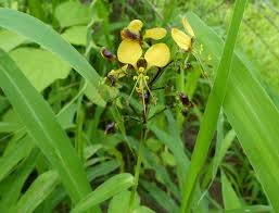 Image result for Aneilema zebrinum