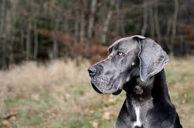 Basically, sometimes, great dane puppies grow too fast, causing problems with development. Great Dane How To Deal With This Outstanding Dog Animalso