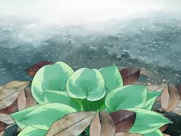 Planting hosta bulbs (bare root hostas) is an easy way to bring some stunning ornamental foliage to a shady spot in the garden landscape recommended. How To Plant Hostas 10 Steps With Pictures Wikihow
