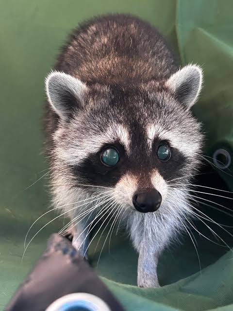 Foxy Roxie our blind raccoon. Roxie is one of our non releasable raccoons.  She was rescued as a baby. Both of her retinas are completely detached but  she is living her best