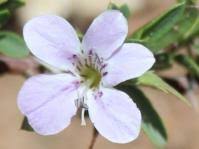 Image result for Barleria lugardii