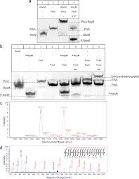 Cati metri patrati acopera un sac de glet ? Https Edoc Rki De Bitstream Handle 176904 6946 Prka 20controls 20peptidoglycan 20biosynthesis 20through 20the 20essential 20phosphorylation 20of 20reom Pdf Sequence 1 Isallowed Y