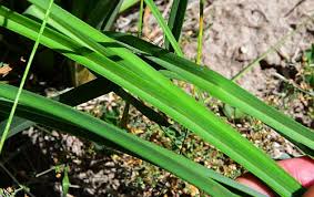 Image result for Uvaria schweinfurthii