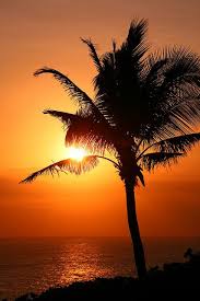 See more ideas about palm trees, palm, beautiful places. Sunset Behing A Palm Tree Bali Beautiful Nature Beautiful Sunset Beautiful Tree