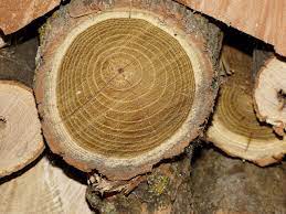 Easy to split, though, except for the usual problems with forks & knots. Not Plagued By Black Locusts Ncpr News