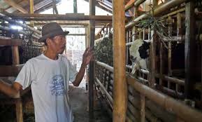 Kandang kambing dibina bertujuan asal untuk menyediakan ianya melibatkan faktor susun atur, atap, lantai kandang, lantai bumi, tangga, dan juga pemagaran kawasan ternakan. Tips Bikin Kandang Kambing Yang Sehat Dan Ramah Lingkungan Beta News