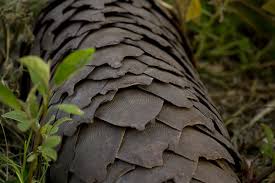 (b) the quantities of scales that can be traded. China Still Making Pangolin Based Treatments After Banning Use Of Scales Report The Wire Science