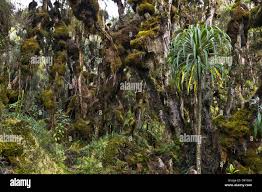 Image result for Erica kingaensis