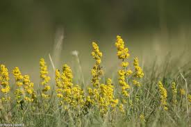 Image result for Galium verum
