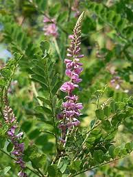 Image result for Indigofera eylesiana