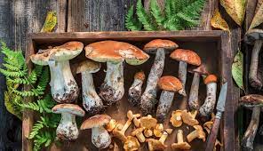 We did not find results for: Come Conservare Il Sugo Di Funghi Porcini Per Tutto L Inverno Guide Online It