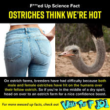 How one should live a punk (2nd) question #3: Facebook