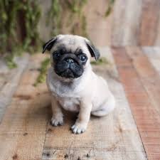 See reviews, photos, directions, phone numbers and more for pug puppies for adoption locations in bangor, me. Pug Puppies For Adoption Home Facebook