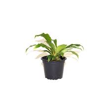 Image result for Chlorophytum affine
