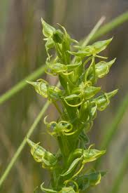 Image result for Habenaria lithophila