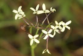 Image result for Kohautia