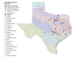 How Invader Zebra Mussels Threaten Native Texas Species