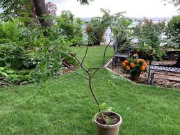 Then, sow the seeds in potting soil and keep them damp but not wet. Cut Back Main Stem Of Curry Leaf Plant