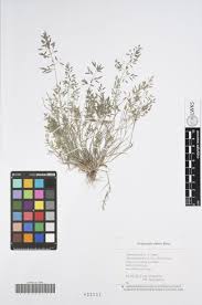 Image result for Eragrostis paniciformis