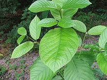 Kesian sgt2, tgn berkari duk dalam tu 5 org. Pokok Ketum Wikipedia Bahasa Melayu Ensiklopedia Bebas