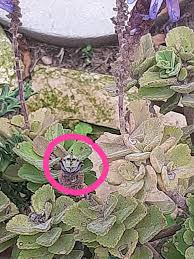 Image result for Aeollanthus repens