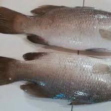 Maybe you would like to learn more about one of these? Dibeli Ikan Kakap Putih Untuk Ekspor Nandy Yusman Agromaret