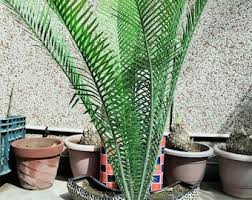Image result for Cycas thouarsii