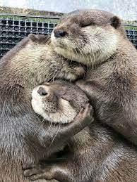 Pictures Worth More Than 1000 Words 24 Images Animal Hugs Otters Cute Cute Animals