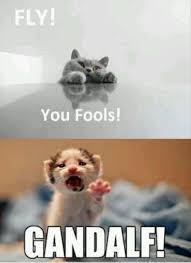 Lotr Ahhhh It Kills Me That It S Cats Funny Animal Pictures Funny Pictures Funny Animals