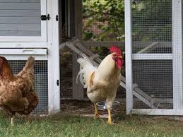 Jan 26, 2021 · ukuran kandang ayam dari bambu yang berisi satu ekor idealnya sekitar 75cm x 75cm x 75cm. Cara Membuat Kandang Ayam Petelur Dan Bangkok Pintarpet