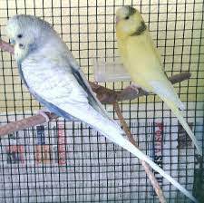 cipetpet cipetpet kus evi posts facebook