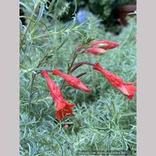 Image result for Epilobium