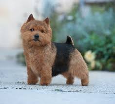 These tiny terriers are energetic, happy, feisty, wonderfully affectionate, remarkably intelligent, adaptable, fearless and loyal. Taliesin Sons Jpg 959 866 Norwich Terrier Puppy Norwich Terrier Westie Dogs
