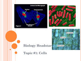 It provides protection against plant viruses and pathogens. Cell Structure And Function Powerpoint Teaching Resources