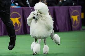 The National Dog Show Drinking Game You Need To Play This Thanksgiving Westminster Dog Show National Dog Show Dog Show