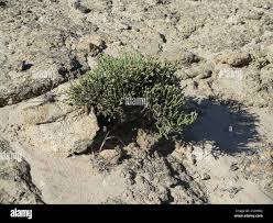 Image result for Arthraerua leubnitziae