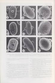 Image result for Justicia stachytarphetoides