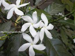 Pin On Tropical Flowers