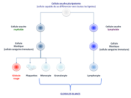 Elle se caractérise par une augmentation graduelle du nombre de globules blancs, ou lymphocytes. Les Quatre Types De Leucemies Pact Onco