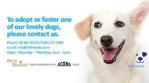 When you trust us with your beloved four legged family clemmie aamodt joined dale mabry animal hospital in january 2011 as hospital administrator. K9 Friends Dubai Local Business 6 165 Photos Facebook