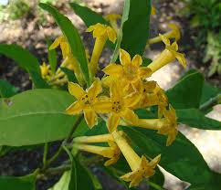 Image result for Cestrum